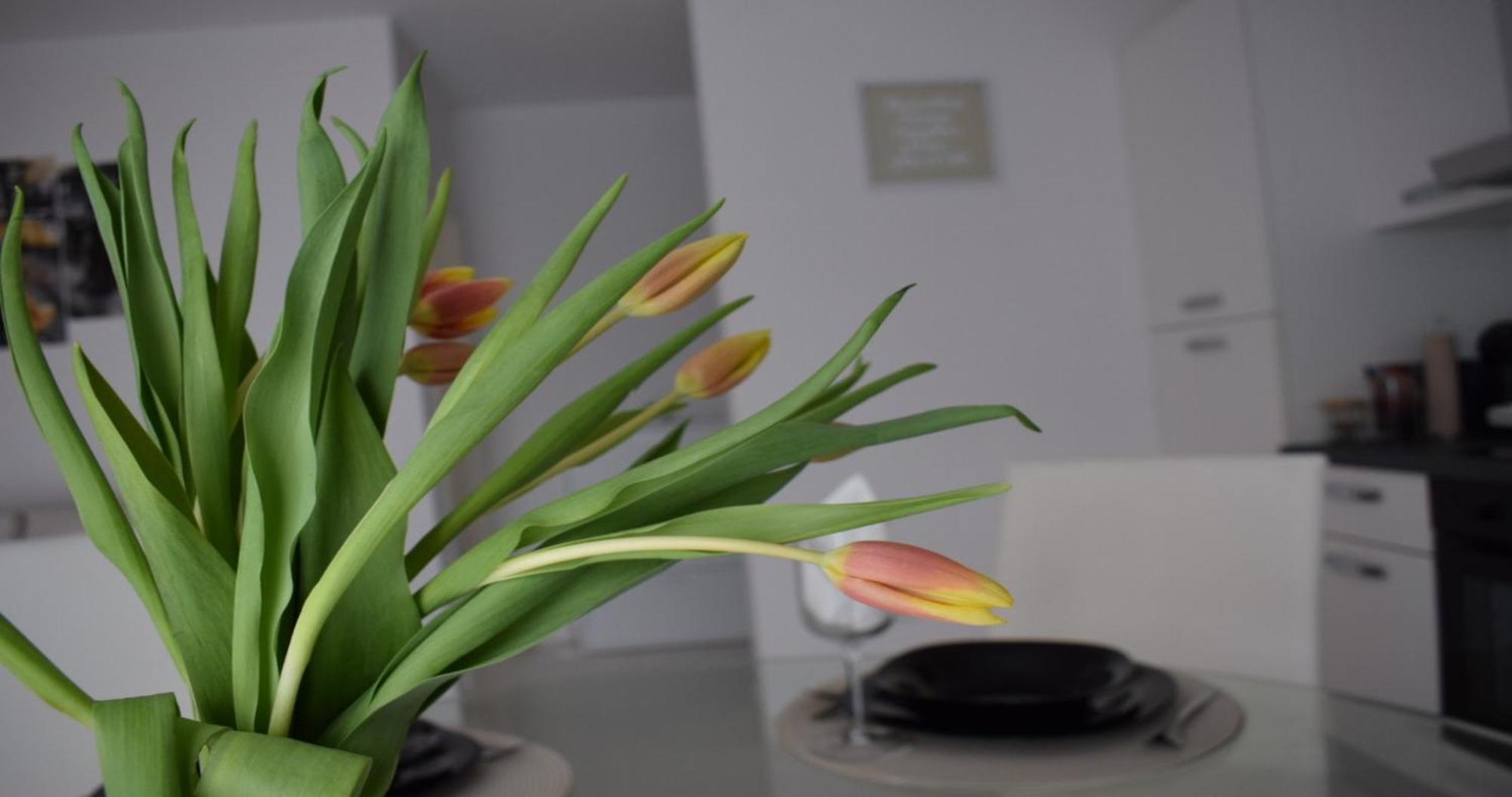 Apartmani Foresta Kras エクステリア 写真